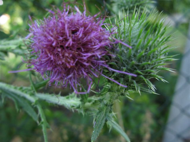 Cirsium vulgare